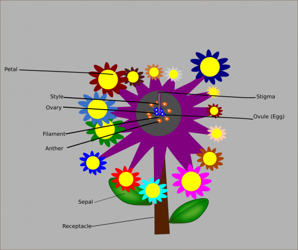 steve-wang-ff-sq.png steve-wang-ff-sq.png