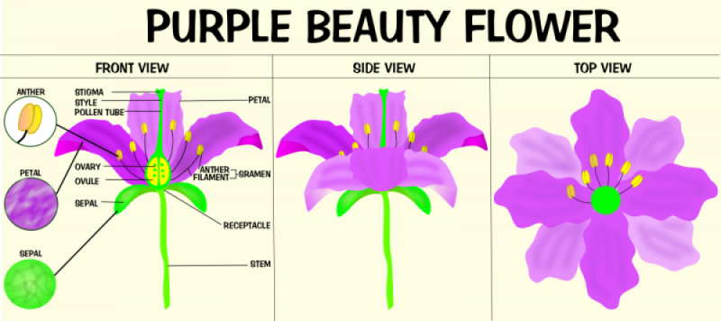 zoey-lin-fantasticflower-infographic.png zoey-lin-fantasticflower-infographic.png