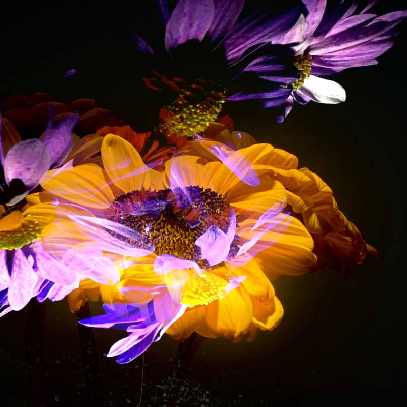 zoey-jimp-08.jpg zoey-jimp-08.jpg