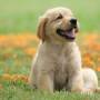 golden-dog-puppy-on-garden-royalty-free-image-1586966191.jpg
